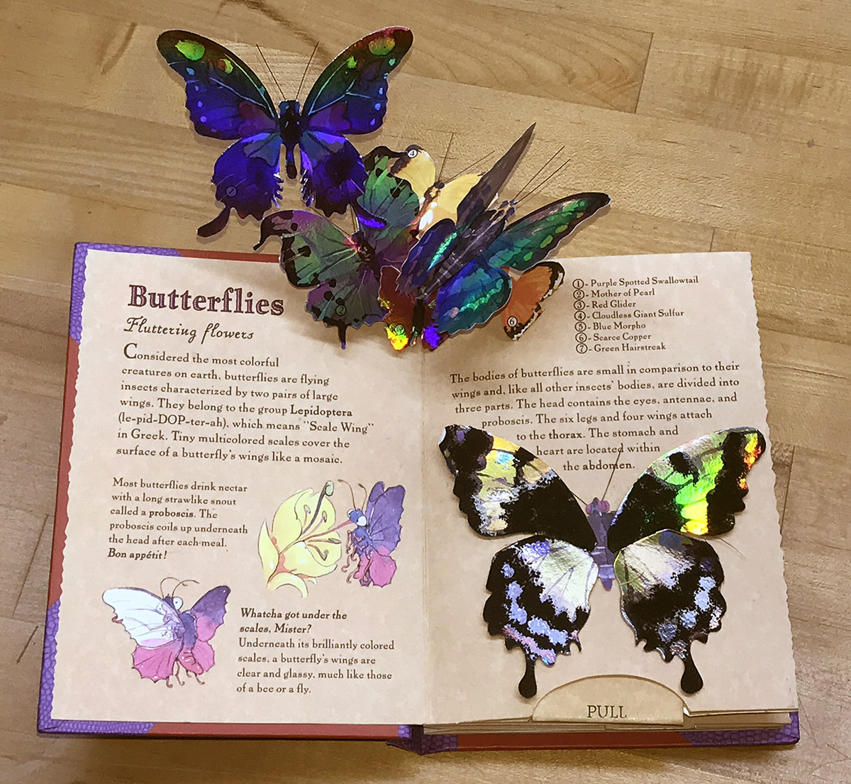 young-naturalist-pop-up-handbook-butterflies